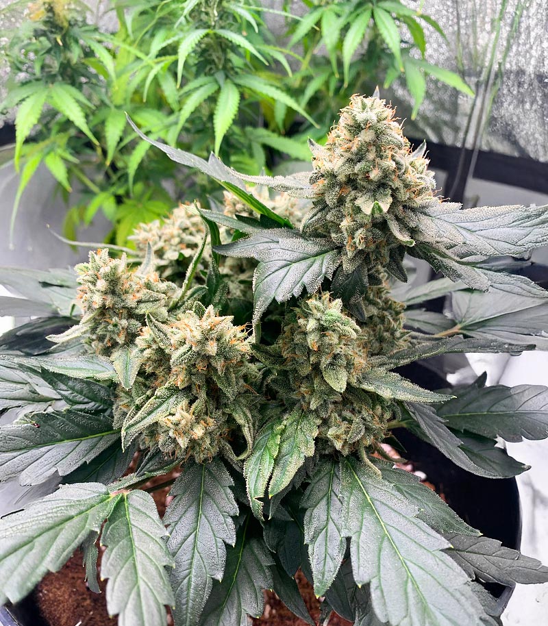 Roślina odmiany Chemdog Fast Version – Seedkeepers – zdjęcie 4