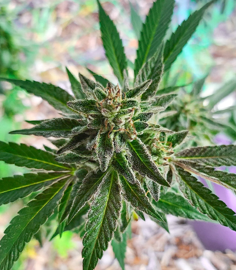 Roślina odmiany Sour Diesel × OG Kush – Seedkeepers – zdjęcie 5