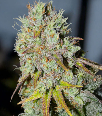 Roślina odmiany 1-800-Cinderella-99 Autoflower – zdjęcie 5