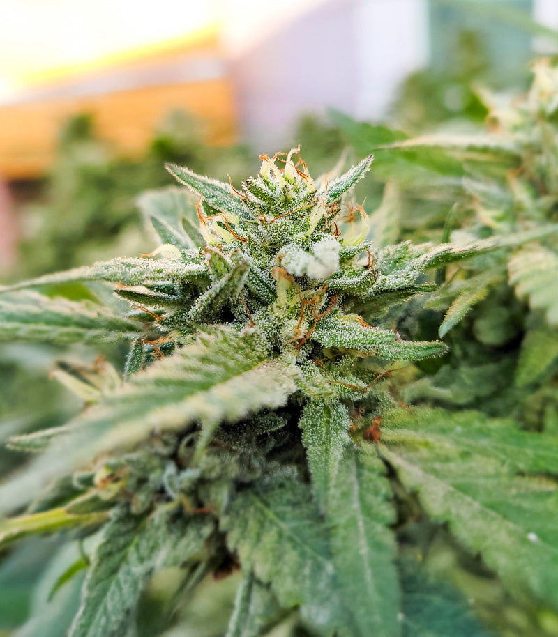 Roślina odmiany Kush Mints Fast Version – Seedkeepers – zdjęcie 10