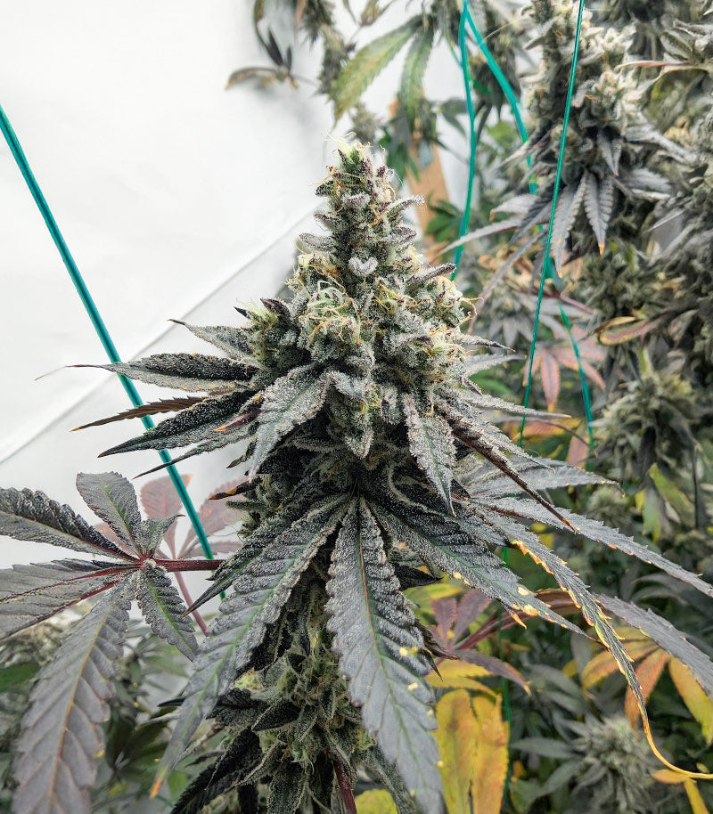 Roślina odmiany Purple Punch F1 – Seedkeepers – zdjęcie 6