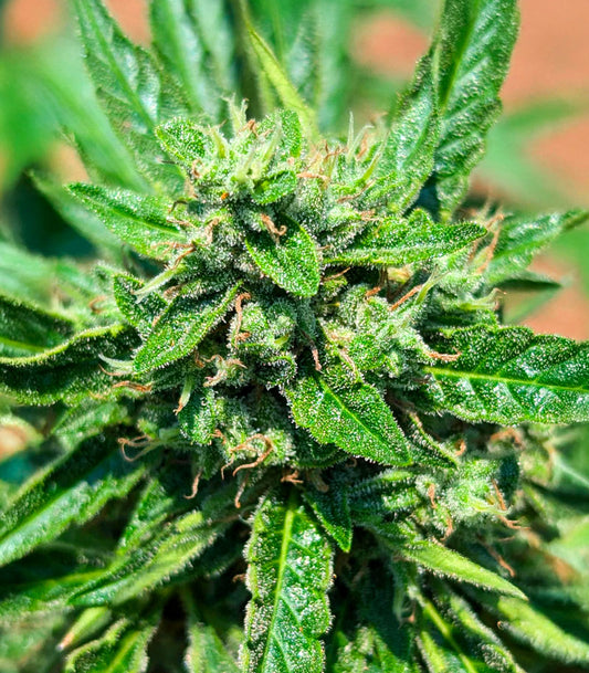 Roślina odmiany OG Kush Autoflower – zdjęcie 3