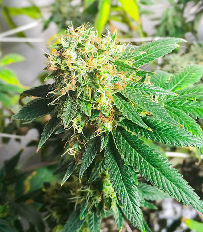 Roślina odmiany Lemon OG – AlphaFem Seeds – zdjęcie 5