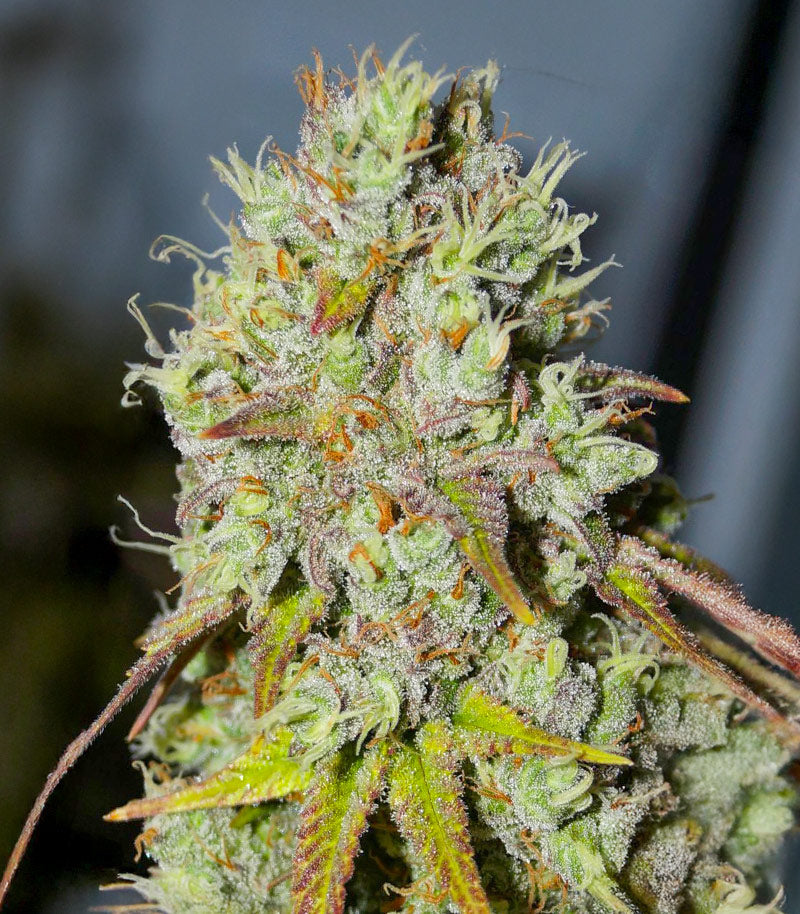 Roślina odmiany 1-800-Cinderella-99 Autoflower – zdjęcie 8