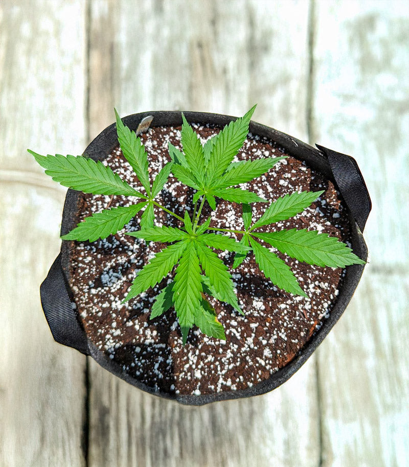 Roślina odmiany All Gas OG Autoflower – zdjęcie 4