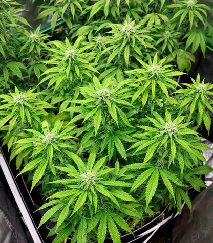 Roślina odmiany Super Lemon Cloud Auto – zdjęcie 7