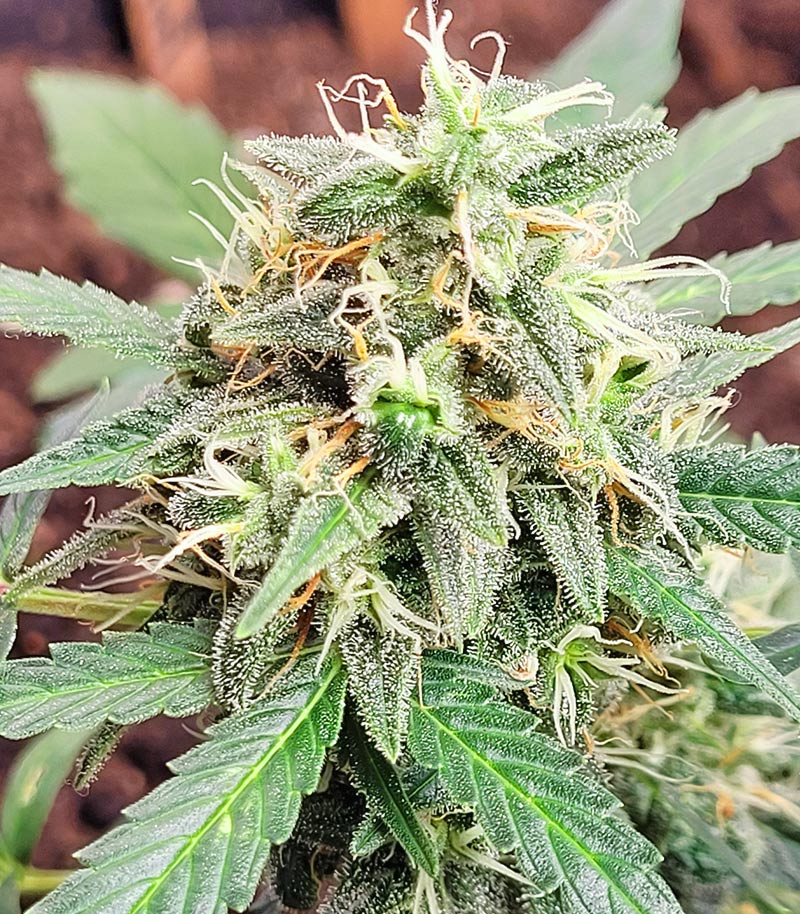 Roślina odmiany Purple Juice Auto – zdjęcie 7