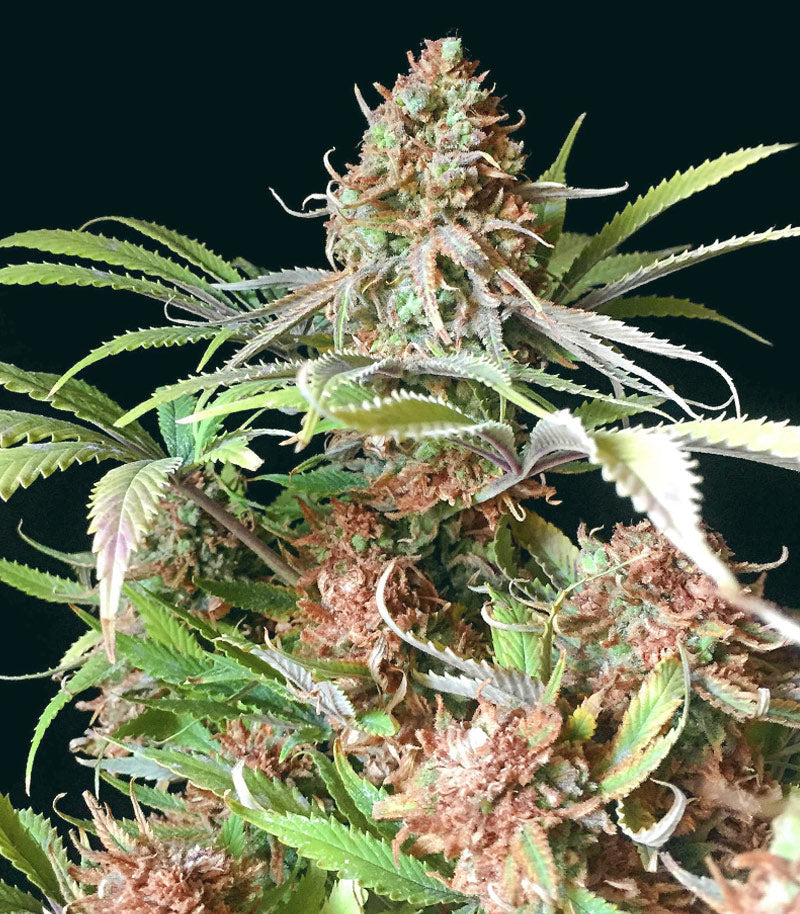 Roślina odmiany Super Lemon Haze – zdjęcie 5