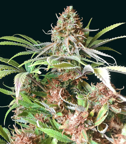 Roślina odmiany Super Lemon Haze – zdjęcie 5