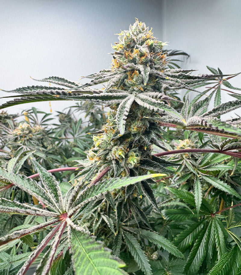 Roślina odmiany Lemon Jack Autoflower – Seedkeepers – zdjęcie 6