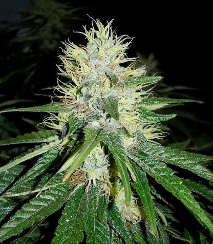 Roślina odmiany Jack Herer – Seedkeepers – zdjęcie 3