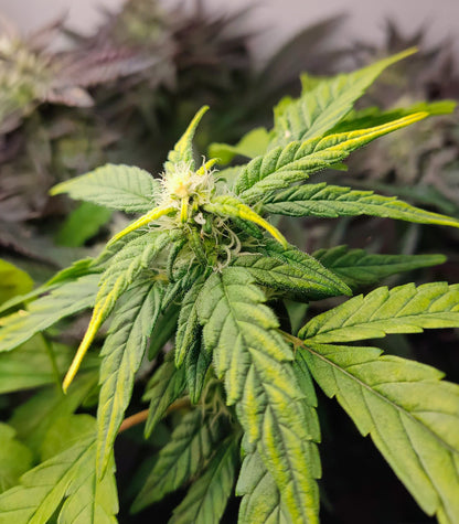 Roślina odmiany Bubba Kush – zdjęcie 5