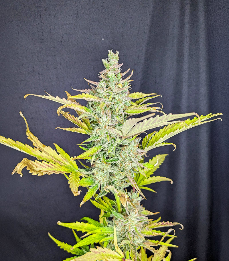 Roślina odmiany Trainwreck Fast Version – Seedkeepers – zdjęcie 5