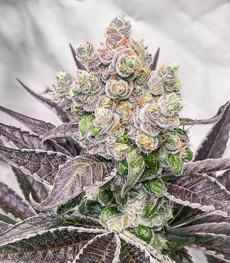 Roślina odmiany Bruce Banner # – zdjęcie 4