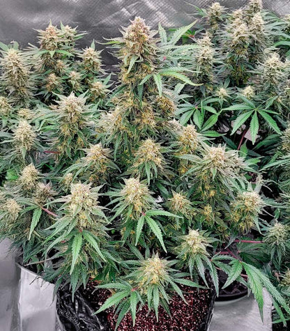 Roślina odmiany Skywalker Autoflower – Seedkeepers – zdjęcie 4