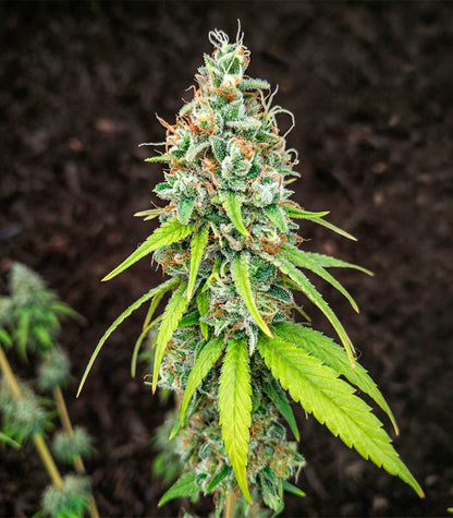Roślina odmiany Purple Mango Kush – zdjęcie 3