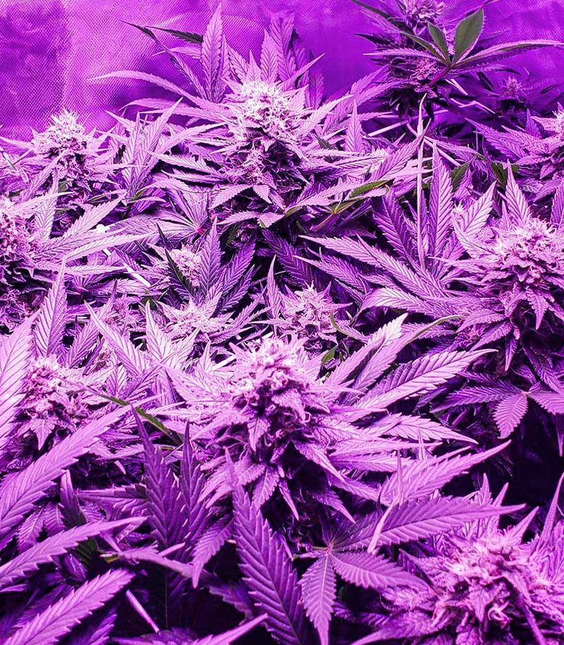 Roślina odmiany Candy Kush Fast Version – zdjęcie 7