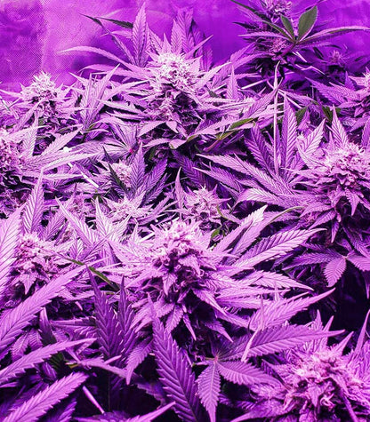 Roślina odmiany Candy Kush Fast Version – zdjęcie 7