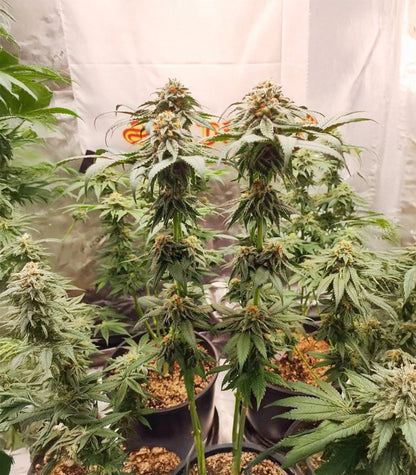 Roślina odmiany Sangria Poison Autoflower – zdjęcie 6