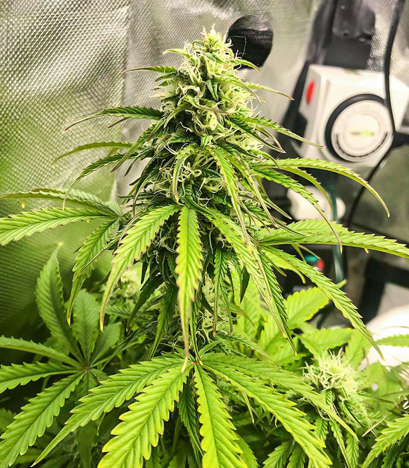 Roślina odmiany Acid Rain Autoflower – zdjęcie 6