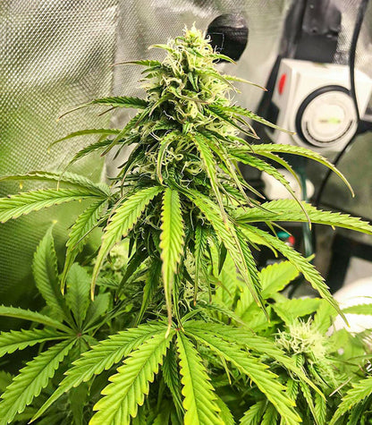 Roślina odmiany Acid Rain Autoflower – zdjęcie 6