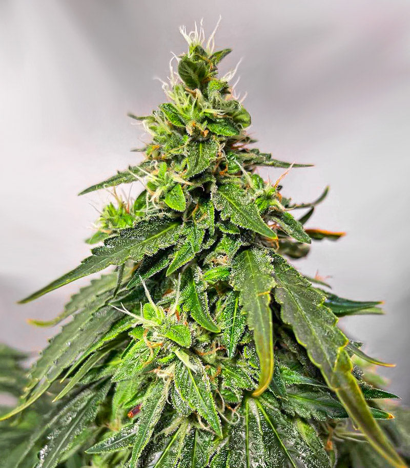 Roślina odmiany Gorilla Purple Autoflower – zdjęcie 4
