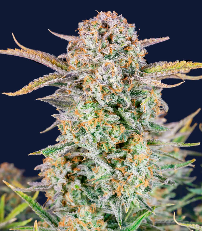 Roślina odmiany Bruce Banner Auto – Fast Buds – zdjęcie 4
