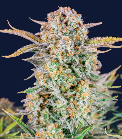 Roślina odmiany Bruce Banner Auto – Fast Buds – zdjęcie 4