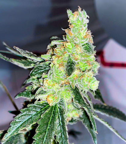 Roślina odmiany Lemon OG – AlphaFem Seeds – zdjęcie 4
