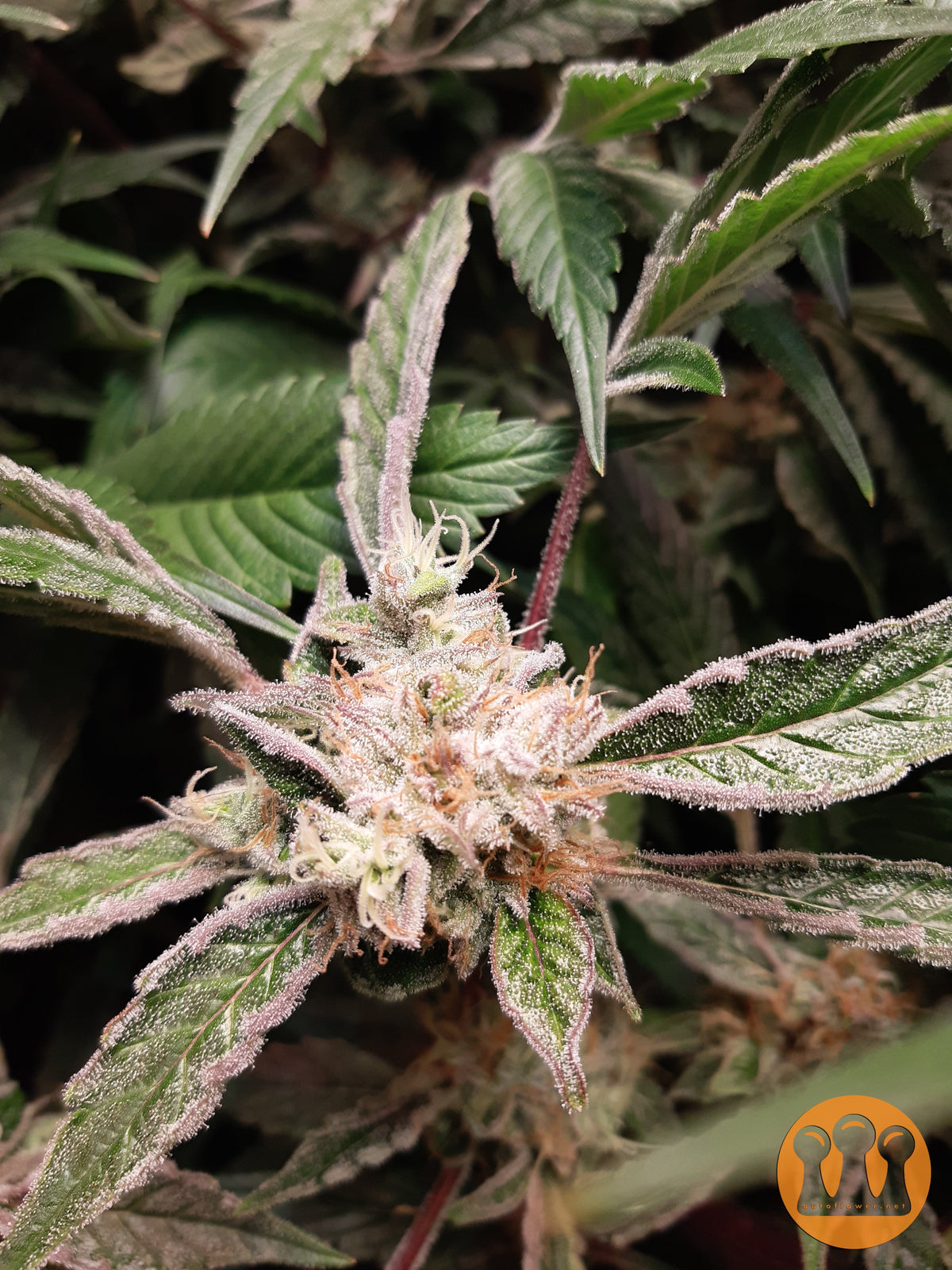 Roślina odmiany Skywalker Haze – zdjęcie 7