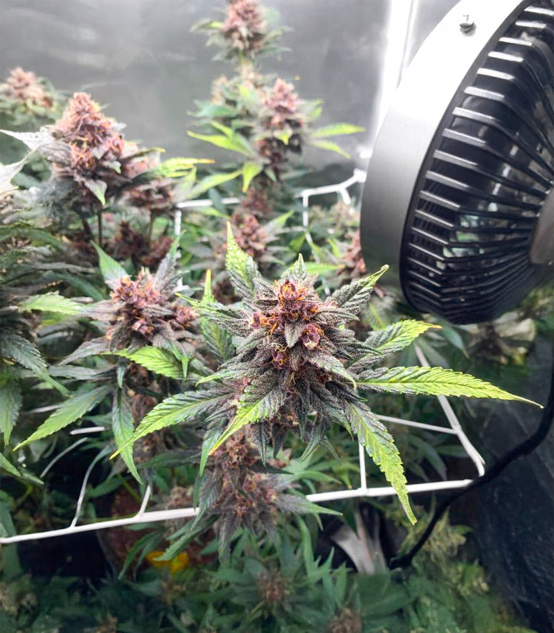 Roślina odmiany Purple Lemonade Poison Autoflower – zdjęcie 6