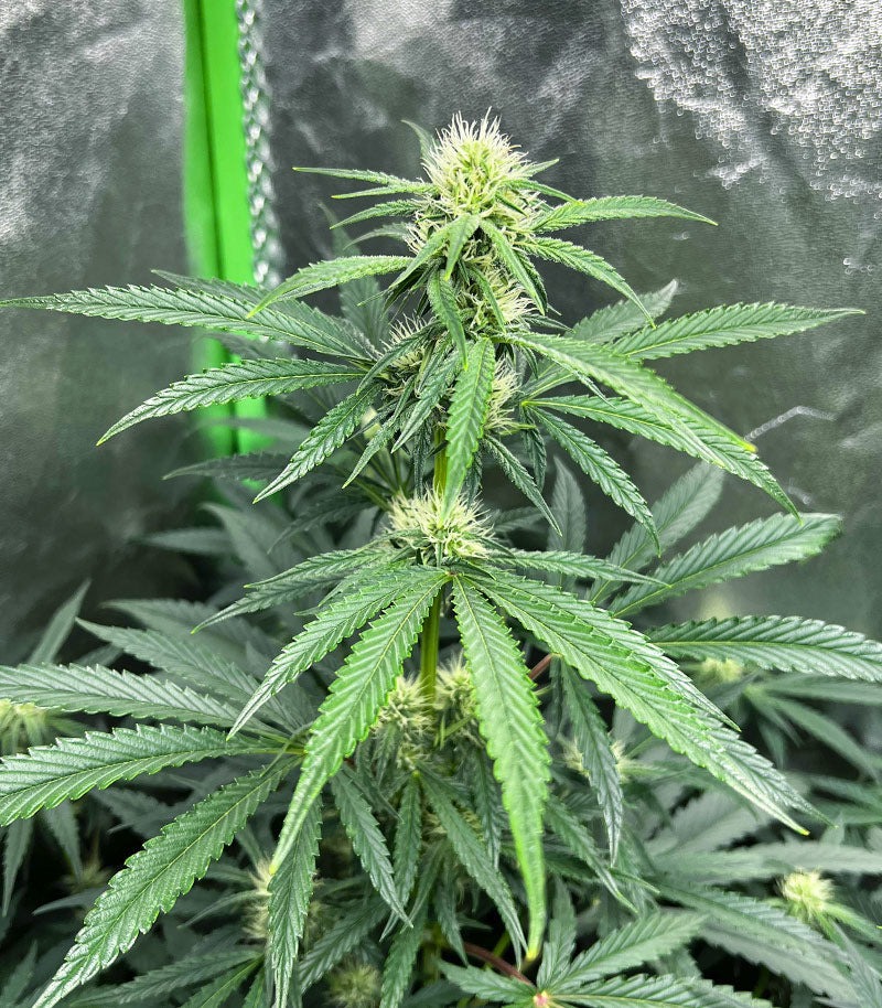 Roślina odmiany Purple Juice Auto – zdjęcie 5