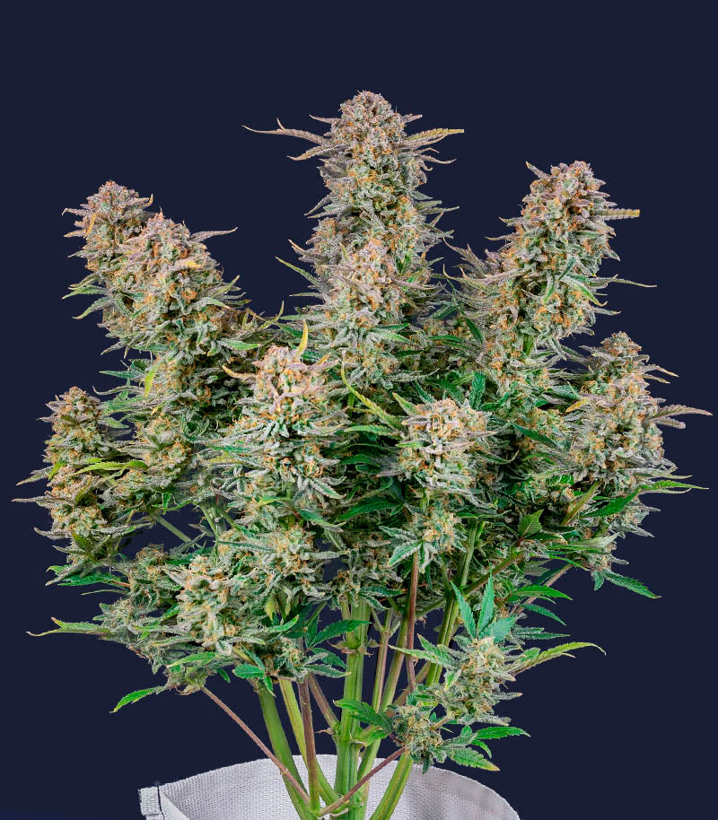 Roślina odmiany Bruce Banner Auto – Fast Buds – zdjęcie 5