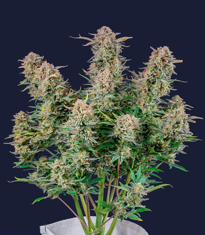 Roślina odmiany Bruce Banner Auto – Fast Buds – zdjęcie 5