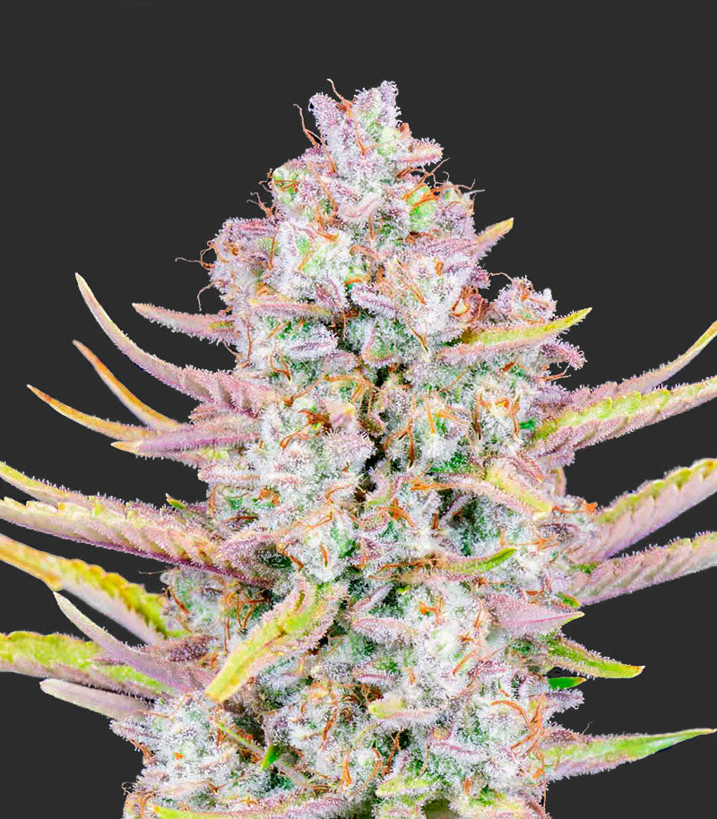 Roślina odmiany Purple Punch Auto – Fast Buds – zdjęcie 3