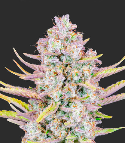 Roślina odmiany Purple Punch Auto – Fast Buds – zdjęcie 3