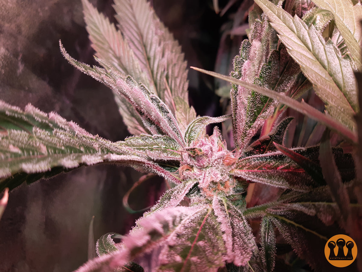 Roślina odmiany Skywalker Haze – zdjęcie 6