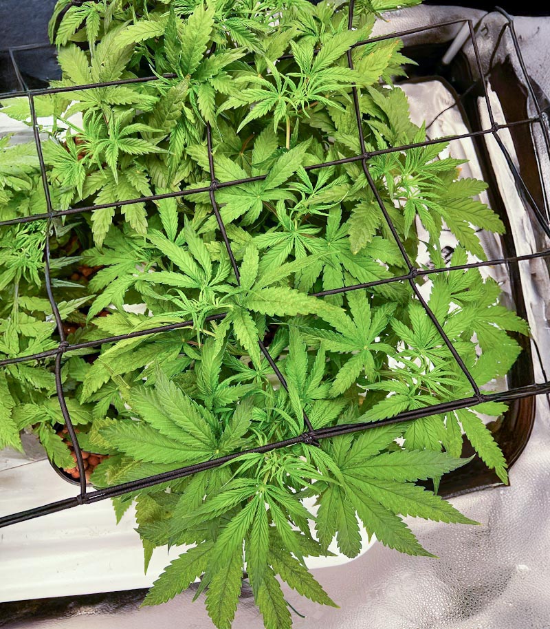 Roślina odmiany Bruce Banner Autoflower – Seedkeepers – zdjęcie 6