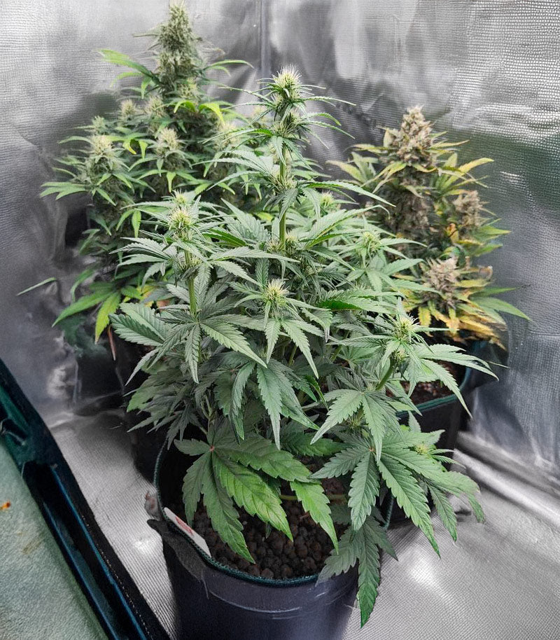 Roślina odmiany White Widow × White Fire OG Autoflower – zdjęcie 4