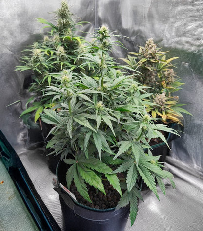Roślina odmiany White Widow × White Fire OG Autoflower – zdjęcie 4