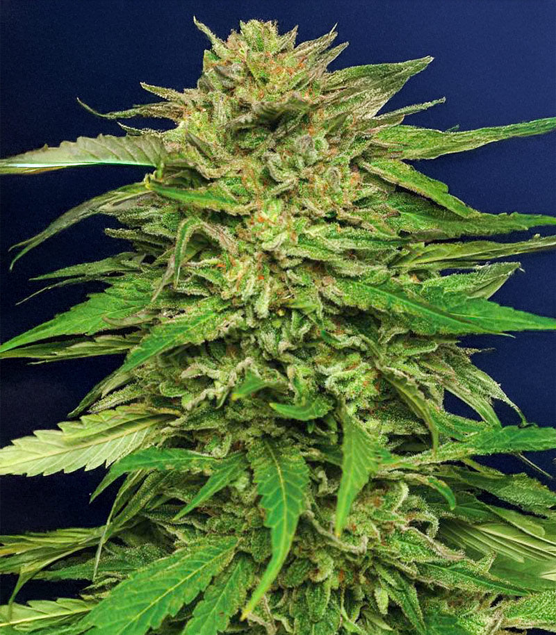 Roślina odmiany Pineapple Muffin Autoflower – zdjęcie 5