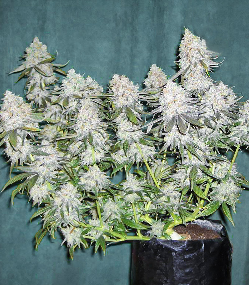 Roślina odmiany Blackberry Moonrocks – zdjęcie 3