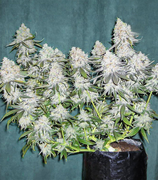 Roślina odmiany Blackberry Moonrocks – zdjęcie 3