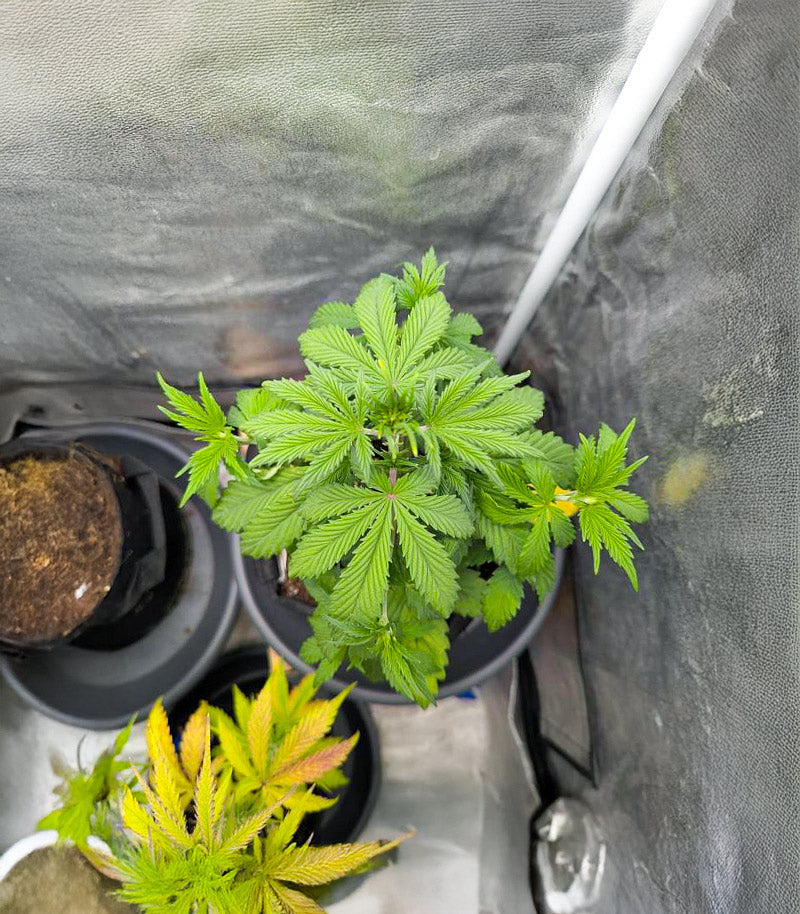 Roślina odmiany Purple Tropicana Cookies Autoflower – zdjęcie 5