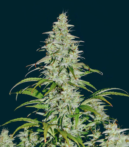 Roślina odmiany Sour Diesel Auto – Herbies Seeds – zdjęcie 3