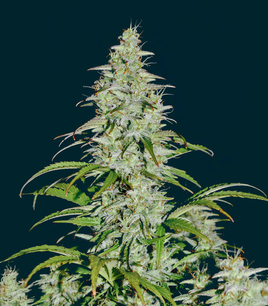 Roślina odmiany Sour Diesel Auto – Herbies Seeds – zdjęcie 3
