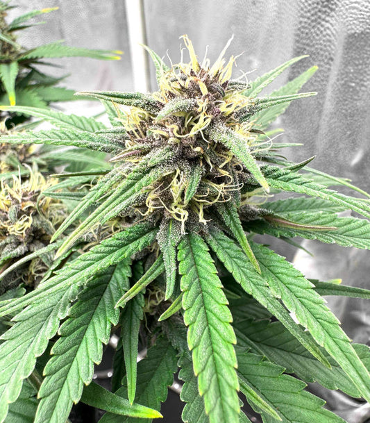 Roślina odmiany Tropicana Cookies Auto – zdjęcie 3