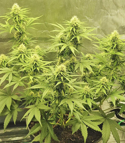 Roślina odmiany Skywalker Haze – zdjęcie 16