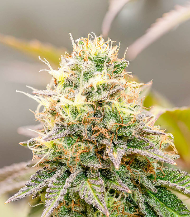 Roślina odmiany Girl Scout Cookies – Barney's Farm – zdjęcie 3