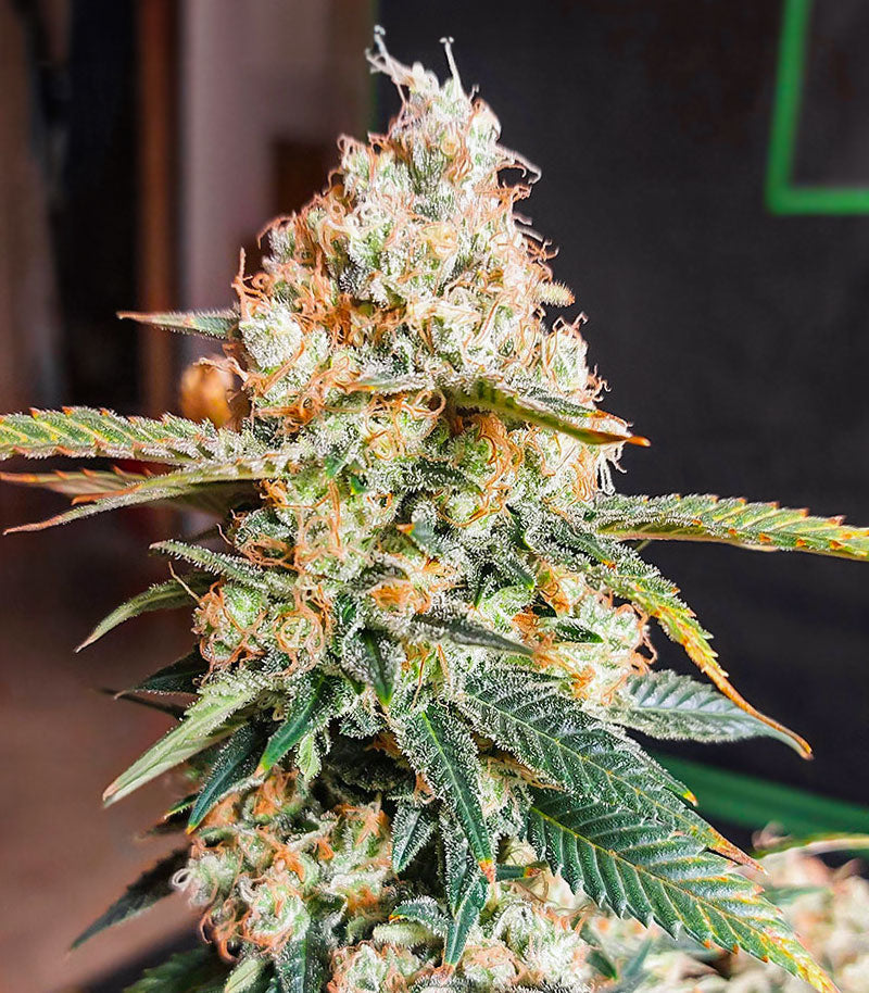 Roślina odmiany Candy Kush Fast Version – zdjęcie 3